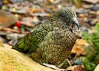 Kea