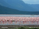 Kis flamingó