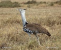 Kori Bustard