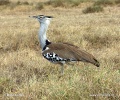 Kori Bustard