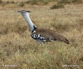 Kori Bustard