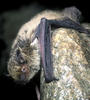 Kuhl's pipistrelle