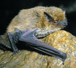 Kuhl's pipistrelle