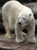 Kutup ayısı