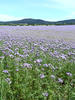 Lacy phacelia, Blue tansy, Purple tansy.