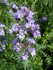 Lacy phacelia, Blue tansy, Purple tansy.