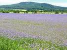 Lacy phacelia, Blue tansy, Purple tansy.