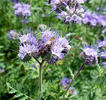 Lacy phacelia, Blue tansy, Purple tansy.