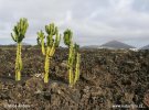 Lanzarote, Canary Islands