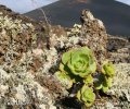 Lanzarote Giant Houseleek