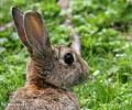 Lapin de garenne