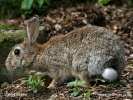 Lapin de garenne