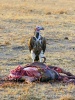 Lappet-faced Vulture, Nubian Vulture