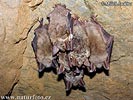 Large Mouse-eared Bat