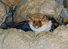 Large Mouse-eared Bat