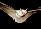 Large Mouse-eared Bat (albino specimen)