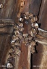 Large Mouse-eared Bat - Summer colony