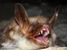 Large Mouse-eared Bat