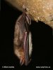 Large Mouse-eared Bat