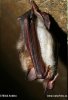 Large Mouse-eared Bat