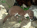 Least weasel