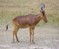 Lelwel hartebeest.