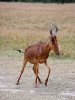 Lelwel hartebeest.