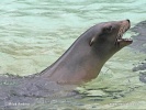 León marino de California