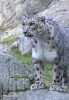 Leopardo de las nieves