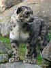 Leopardo de las nieves