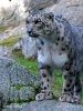 Leopardo de las nieves