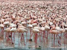 Lesser Flamingo