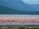 Lesser Flamingo