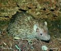 Lesser Hedgehog Tenrec
