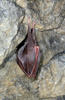 Lesser Horseshoe Bat