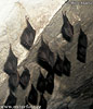 Lesser Horseshoe Bat