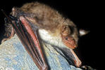 Lesser mouse-eared bat