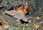 Lesser White-toothed Shrew