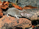 Lesser White-toothed Shrew