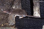 Lesser White-toothed Shrew