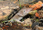 Lesser White-toothed Shrew