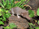 Lesser White-toothed Shrew