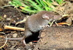 Lesser White-toothed Shrew