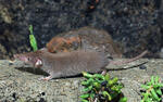 Lesser White-toothed Shrew