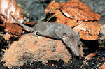 Lesser White-toothed Shrew