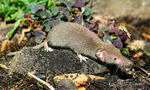 Lesser White-toothed Shrew