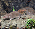 Lesser White-toothed Shrew