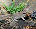 Lesser White-toothed Shrew