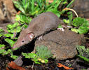 Lesser White-toothed Shrew