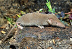 Lesser White-toothed Shrew